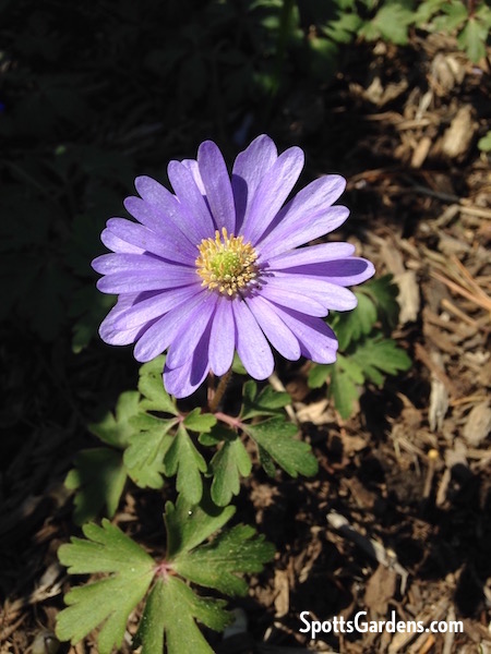 Single purple daisy-like flower