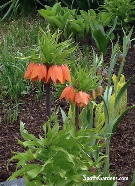 Orange bell-like flowers on tall stalks