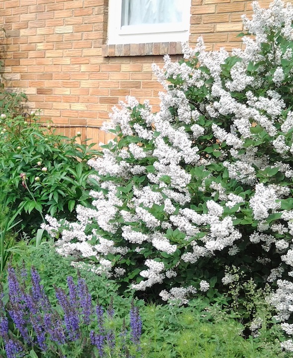 Keep your shrubs flowering year after year with good pruning technique.