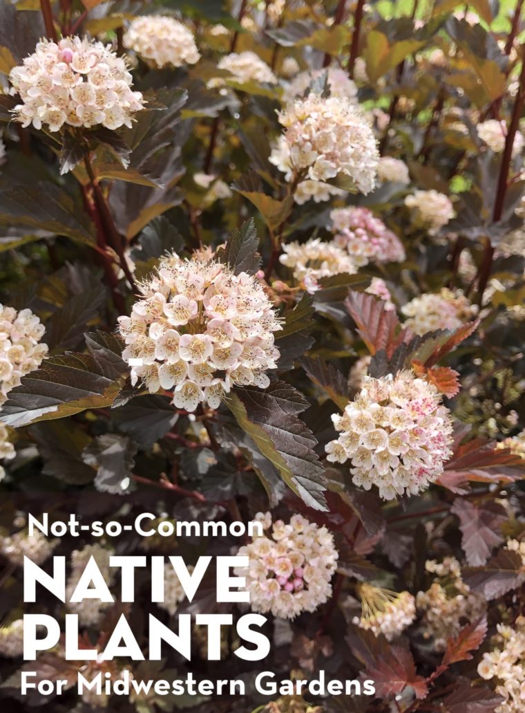 Not-So-Common Native Plants for Midwestern Gardens
