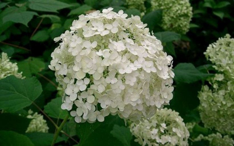 Hydrangeas The Cut Down Question Spotts Garden Service