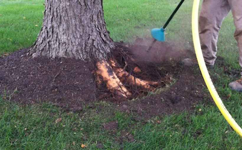 Rescuing Trees From Girdling Roots, How To Landscape Around Trees With Exposed Roots