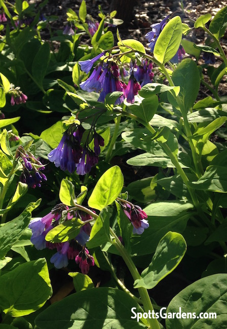 Virginia bluebells