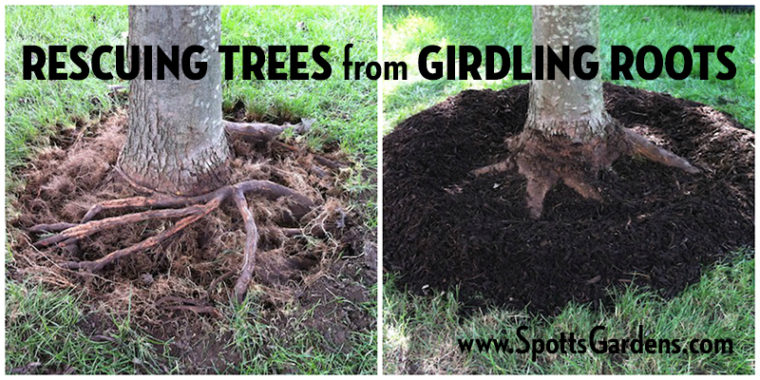 Rescuing Trees From Girdling Roots Spotts Garden Service