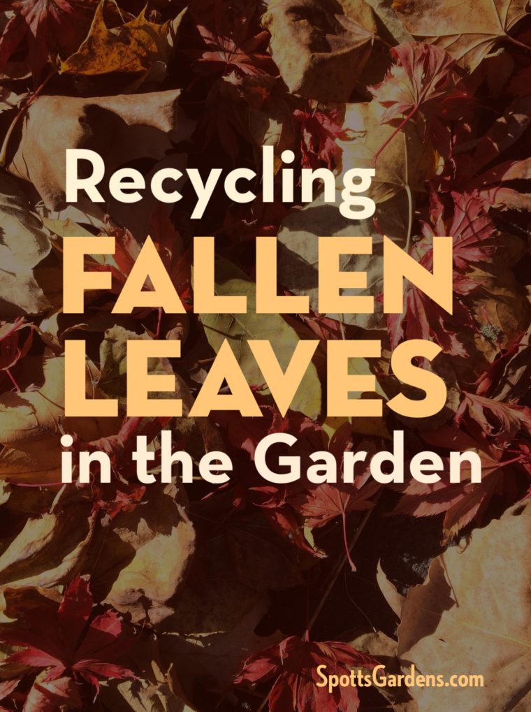 Recycling fallen leaves in the garden