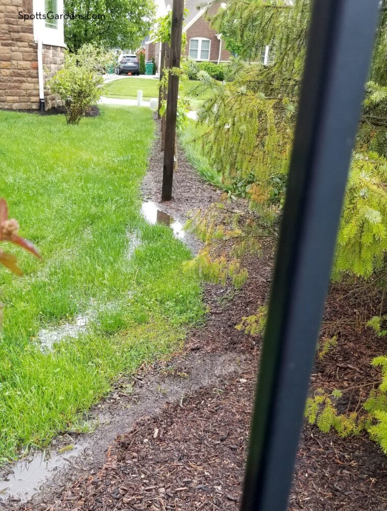 Rainwater pooling on lawn