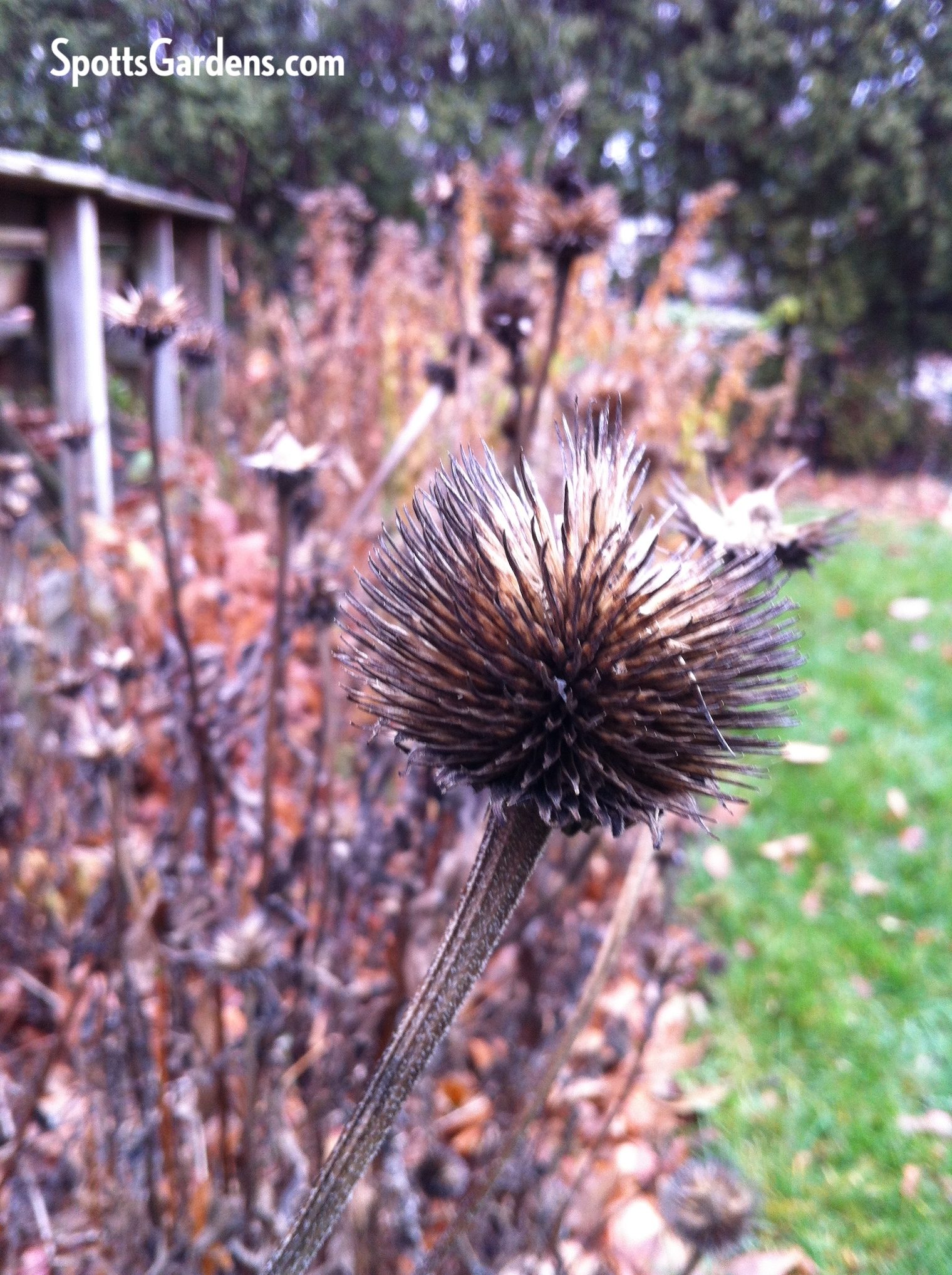 Coneflower seed head