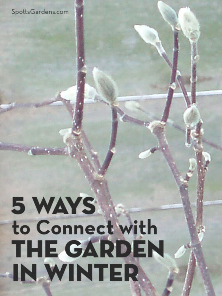 5 Ways to Connect with the Garden in Winter