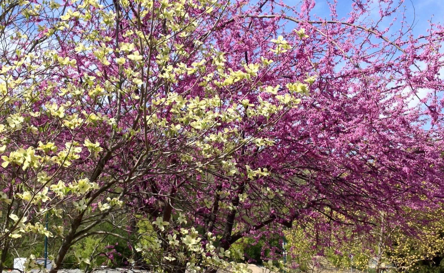 4 April blooming trees Spotts Garden Service