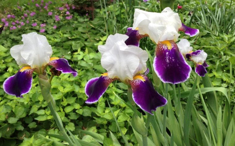 Purple and white German iris blooms in a May garden
