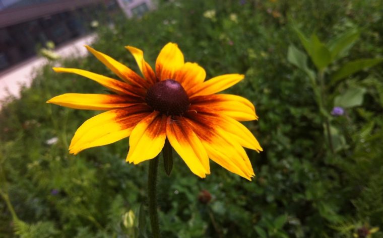 Orange and yellow daisy-like flower in June garden.
