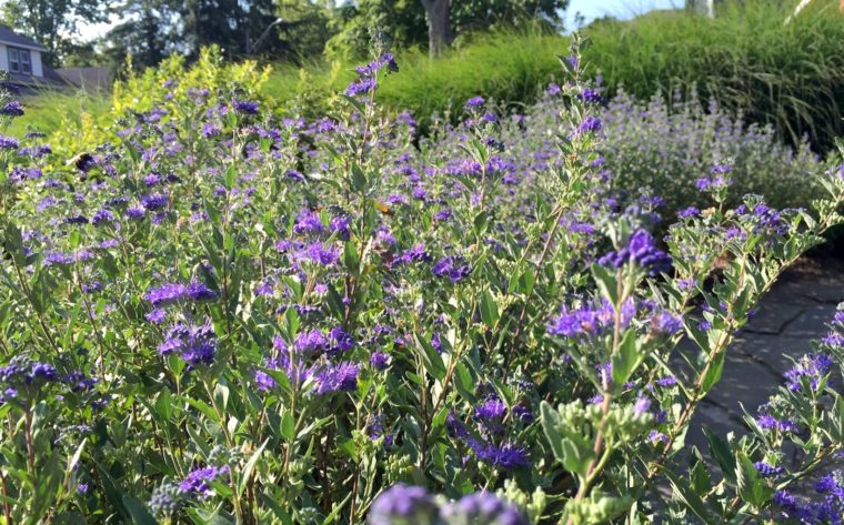Blue caryopteris shrubs blooming in the August garden.