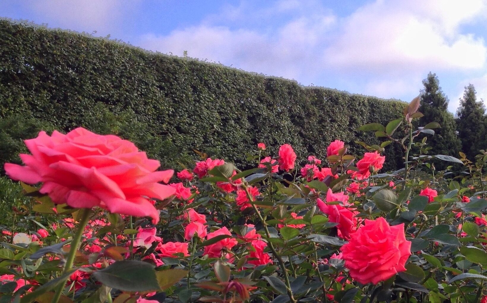 To Shear or Not to Shear Shearing Shrubs the Right Way