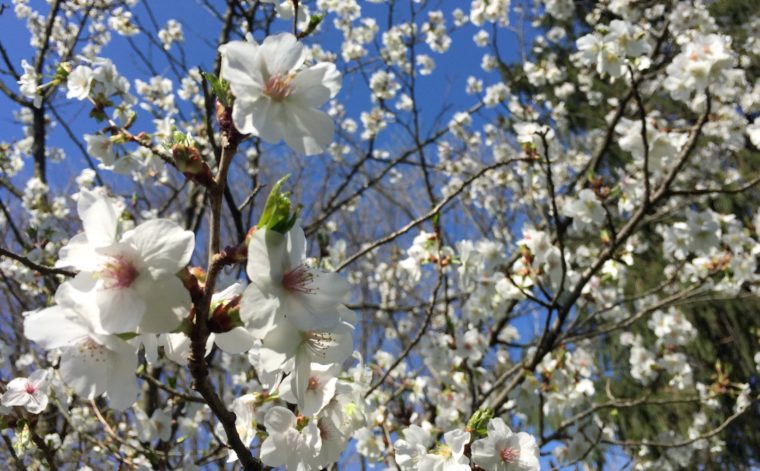 In the March Garden. Blossoms on fruit trees. #blossom #fruittree