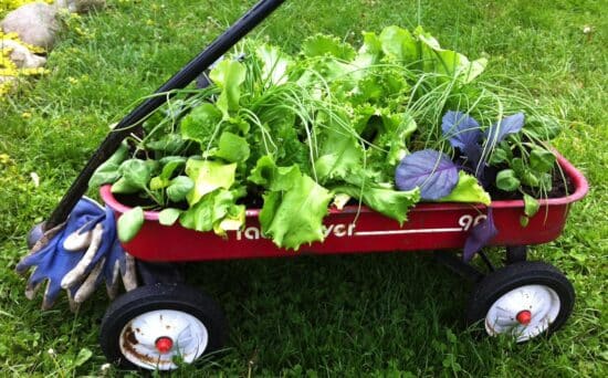 Red child's wagon planted with lettuce