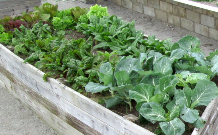 Raised wooden bed with food plants