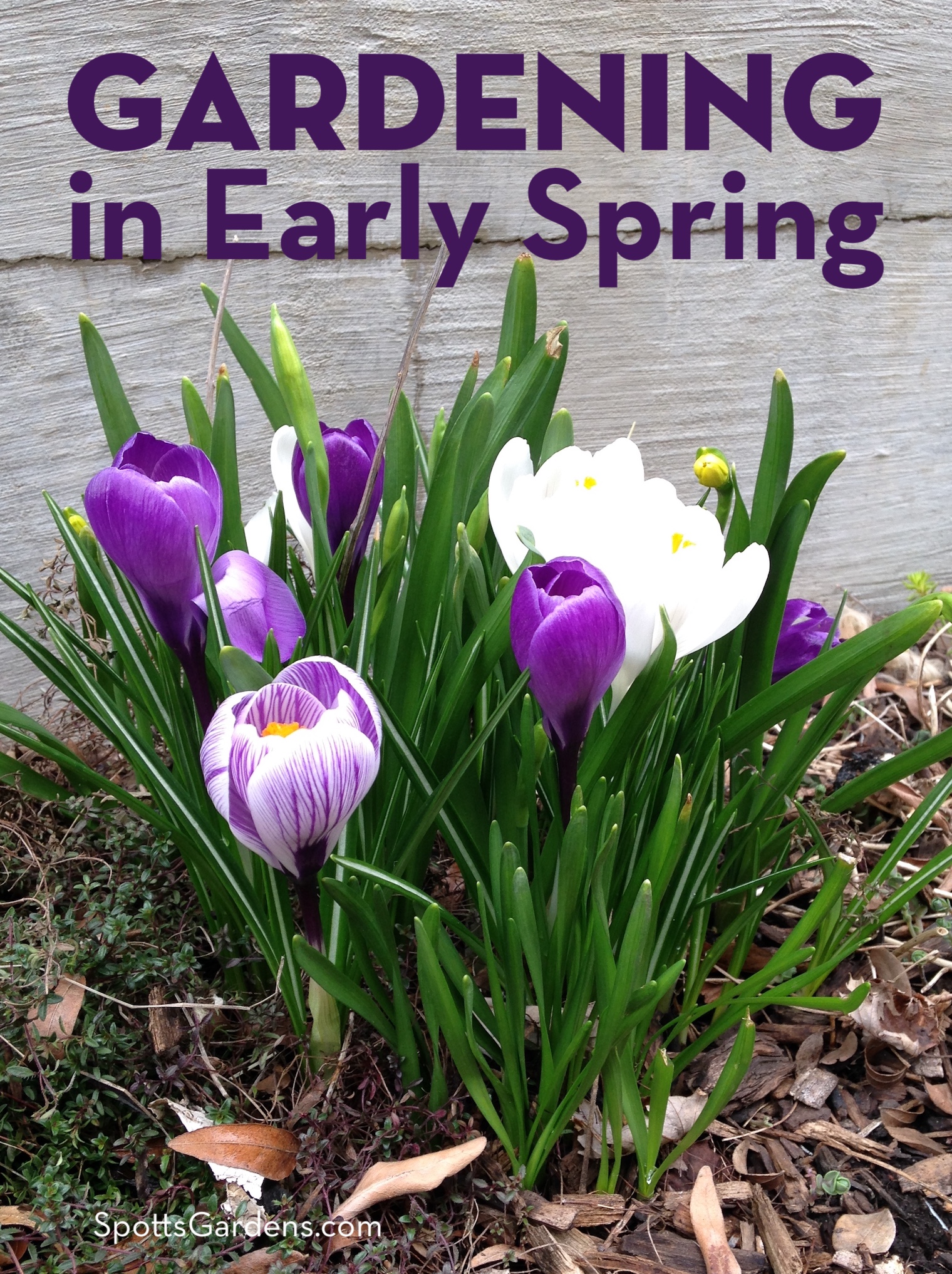 Gardening in Early Spring - Spotts Garden Service