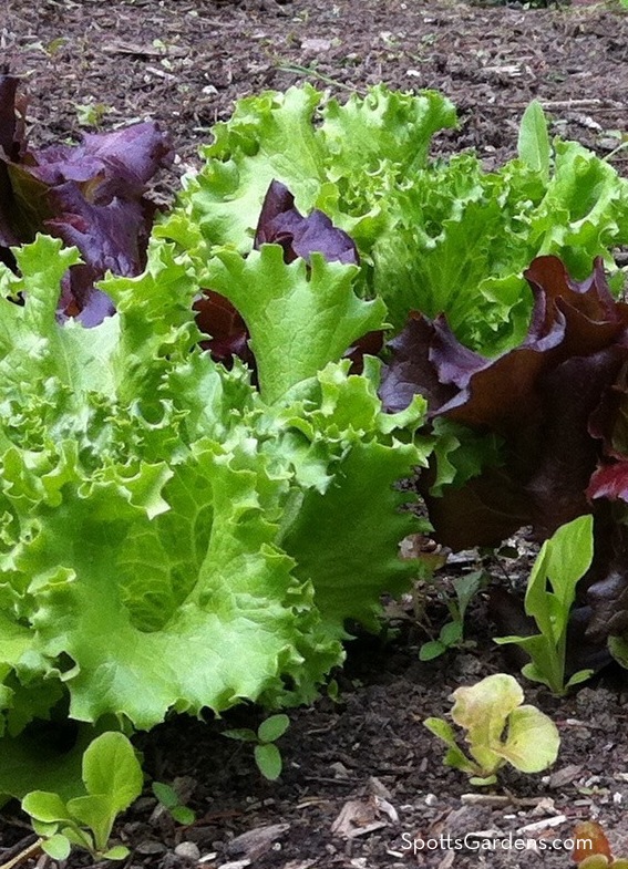 Lettuce mix in kitchen garden