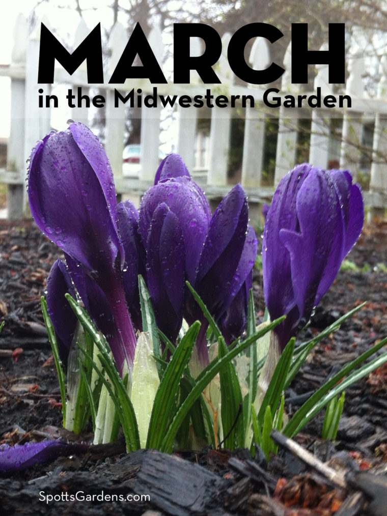 March in the Midwestern garden