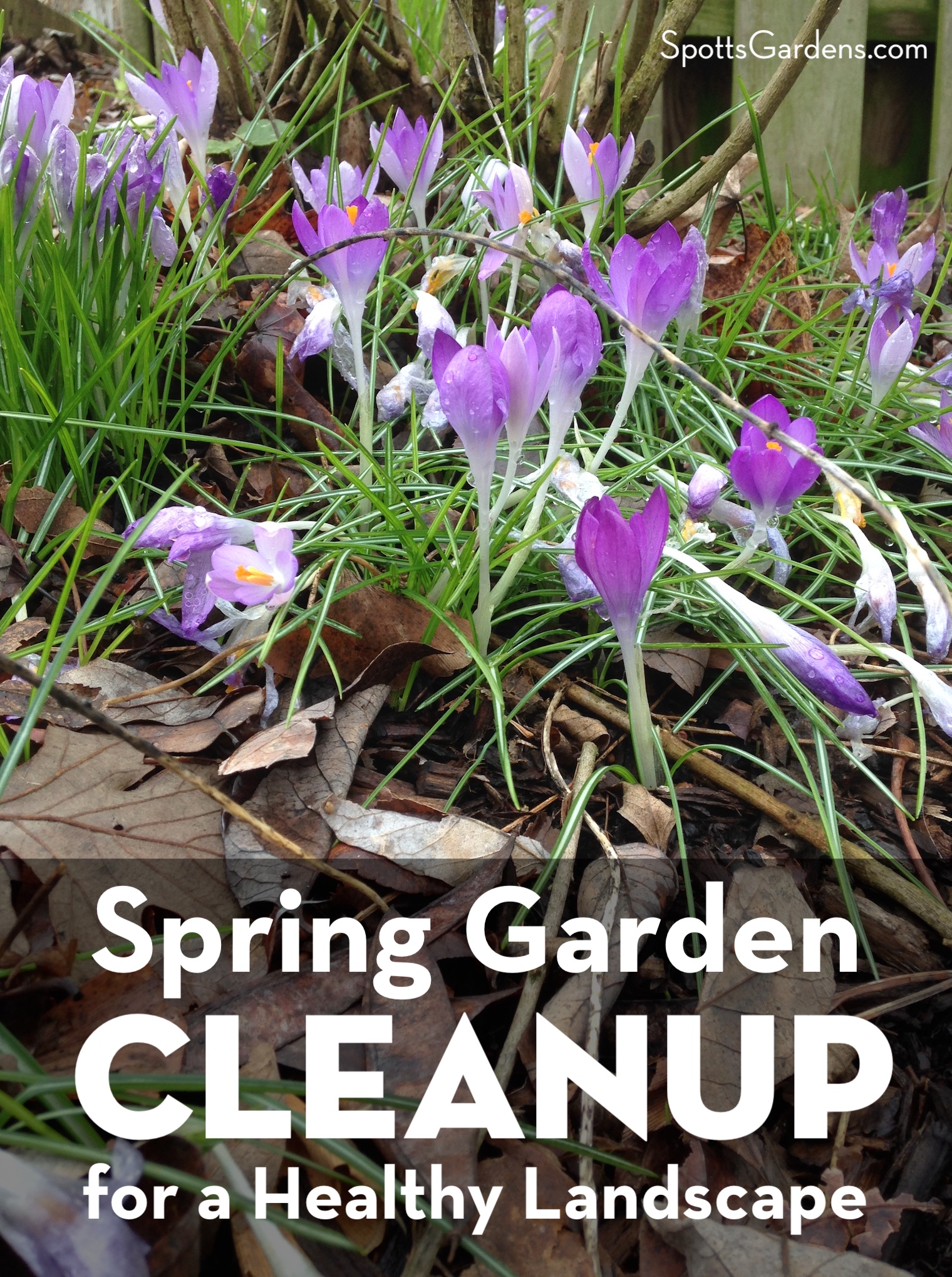 spring landscape cleanup