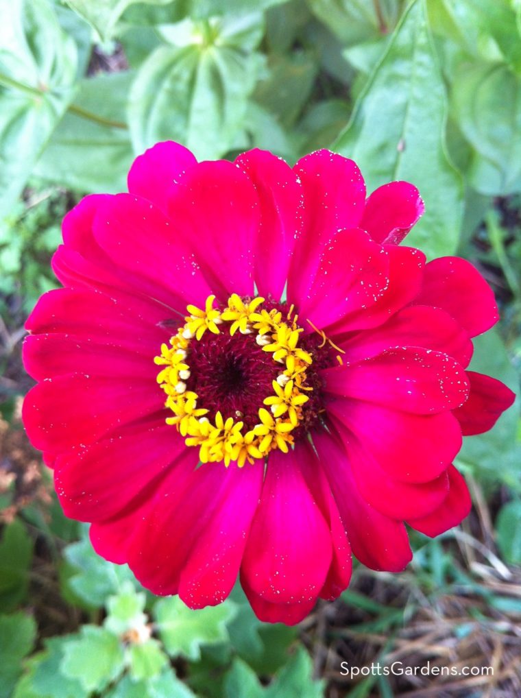 Zinnia flower in kitchen garden