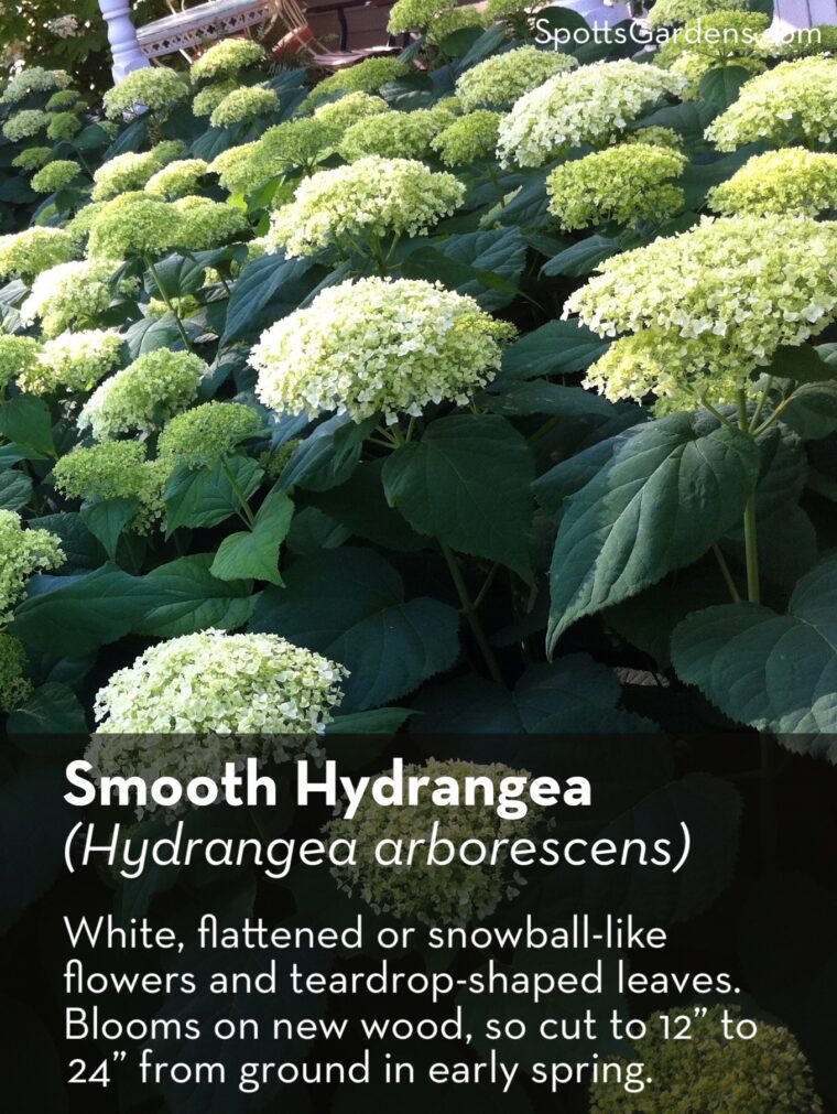 Smooth hydrangea (Hydrangea arborescens)