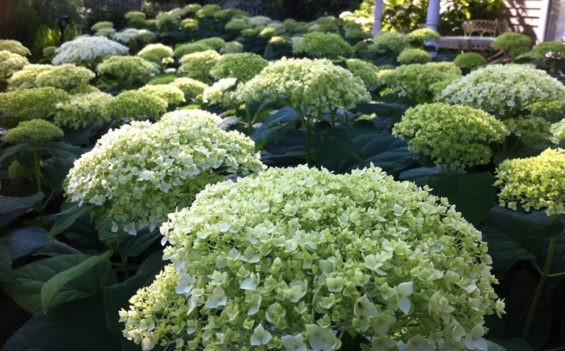 Selecting and Pruning Hydrangeas for Lush Summer Blooms