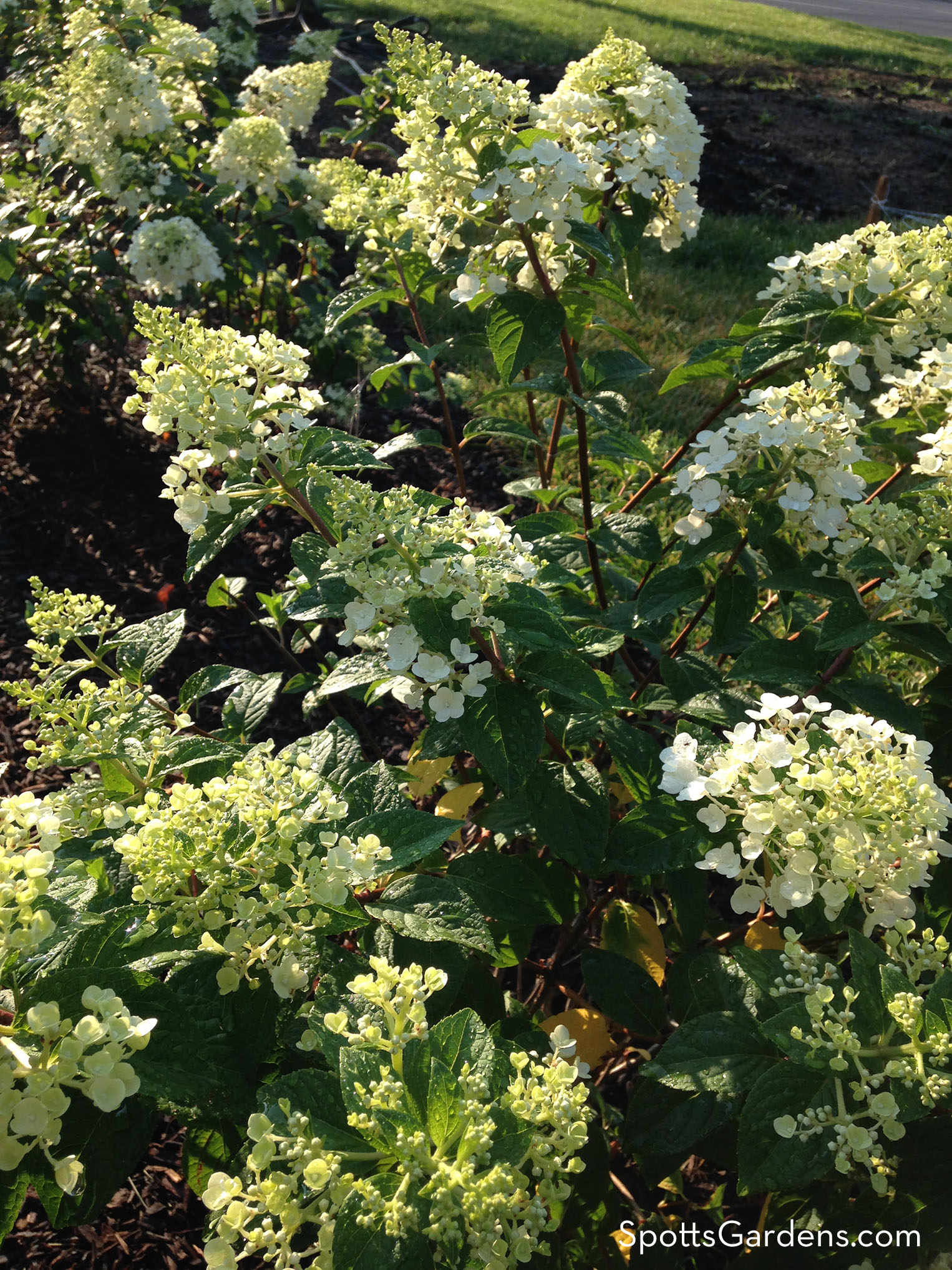 Hydrangea paniculata in bloom