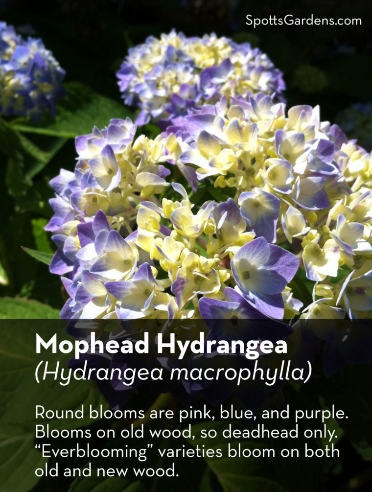 Mophead hydrangea (Hydrangea macrophylla)