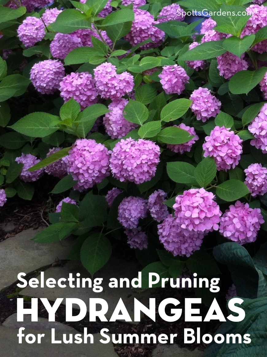 Selecting and Pruning Hydrangeas for Lush Summer Blooms