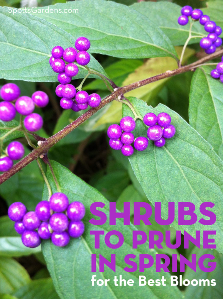 Shrubs to prune in spring for the best blooms