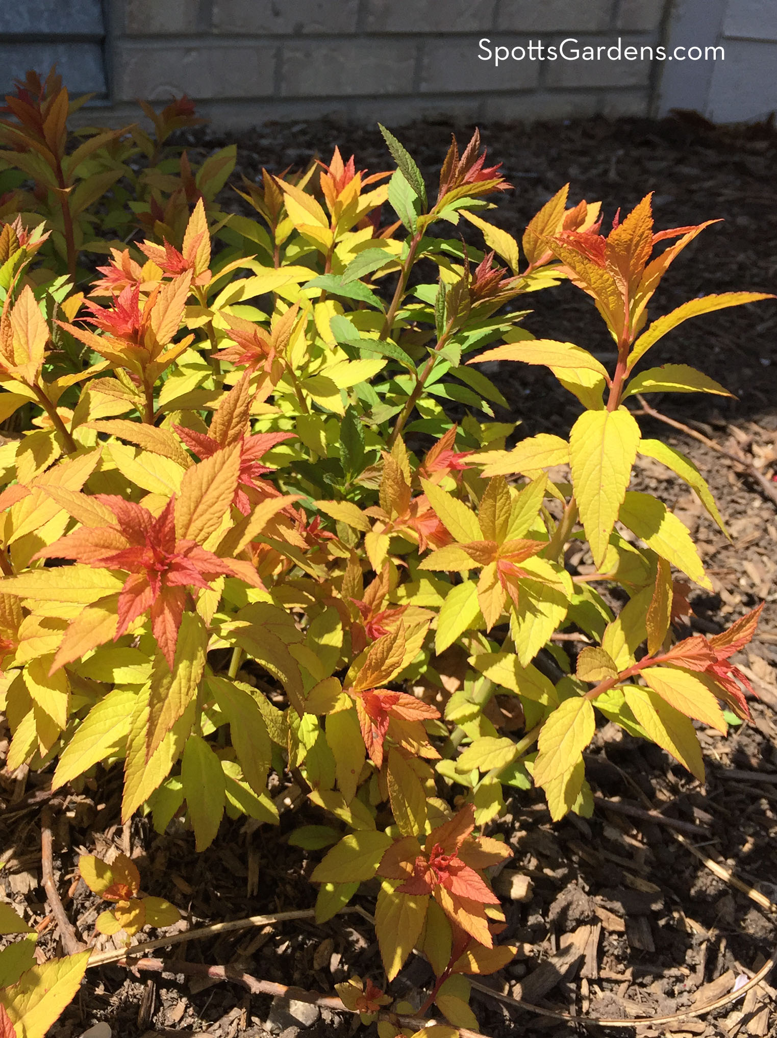 Spirea japonica 