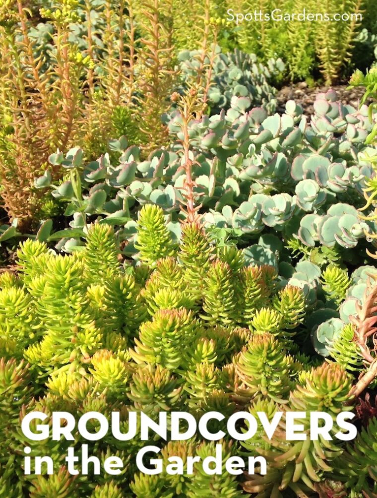 Groundcovers in the Garden