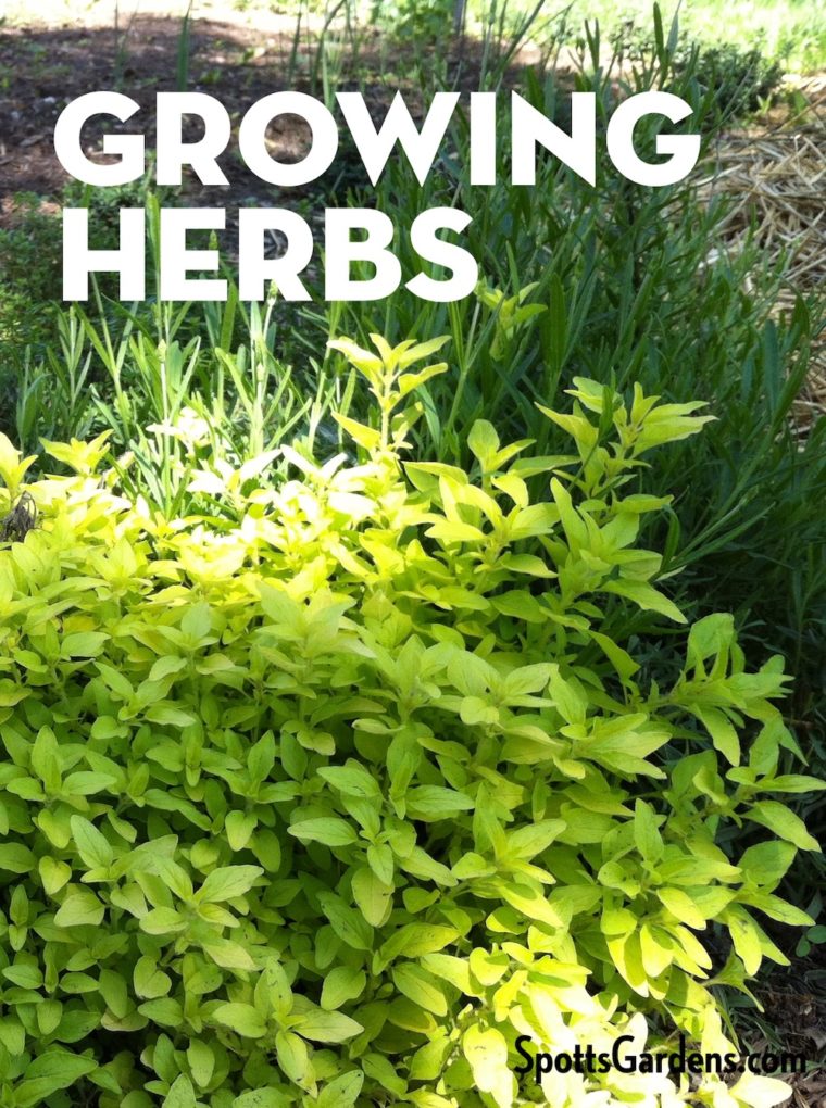 Growing herbs