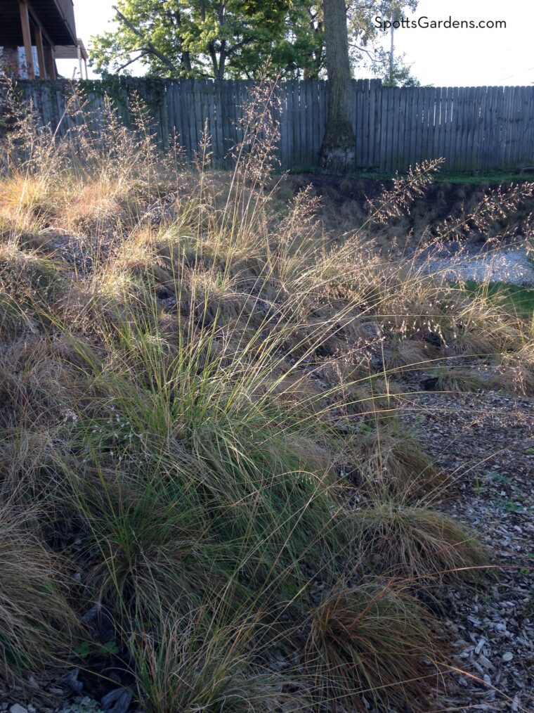 Prairie dropseed