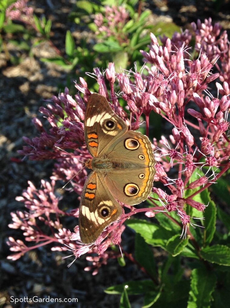 Butterfly on flower