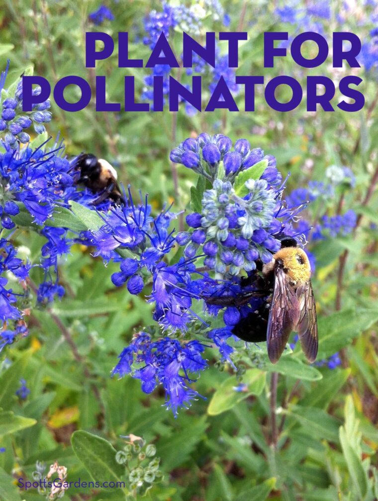 Plant for Pollinators