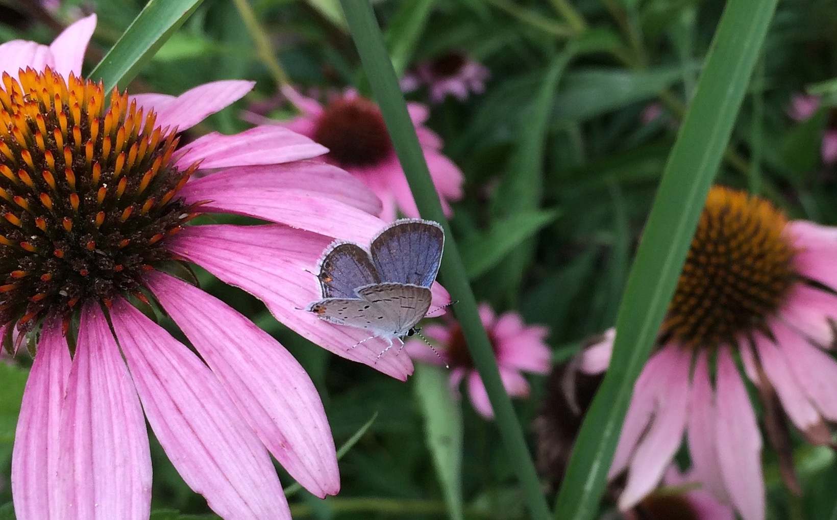 Blue butterfly on coneflower