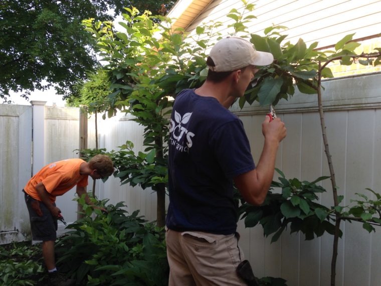 Pruning espalier