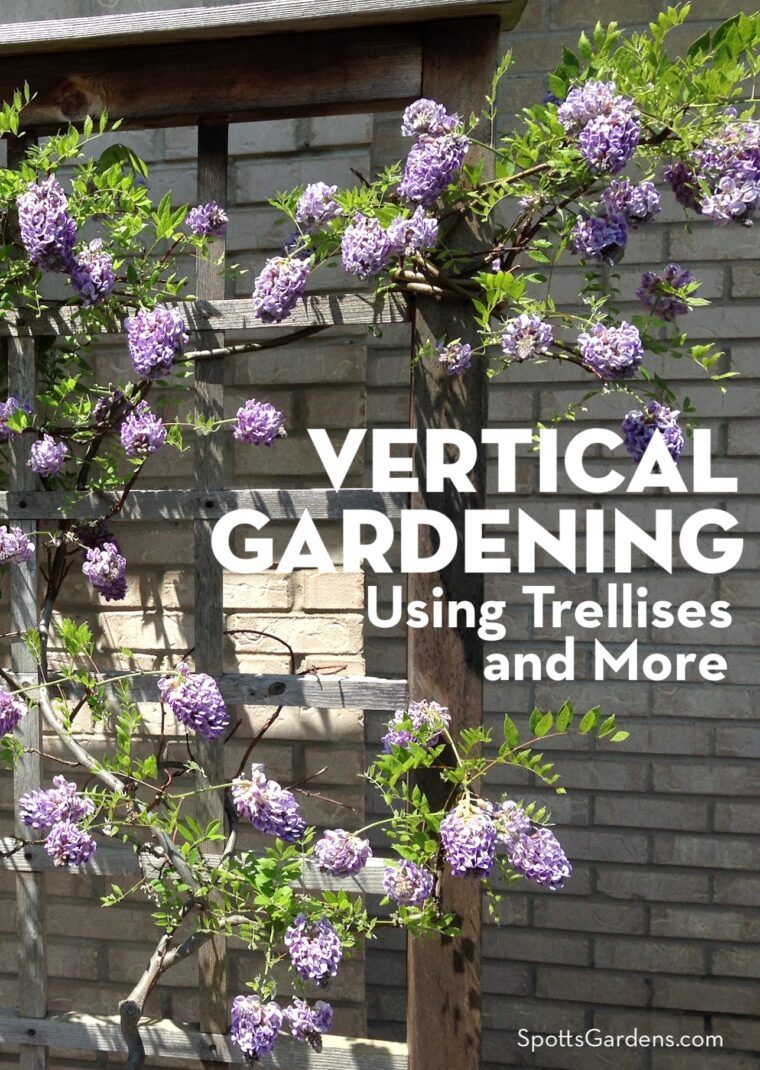 Vertical Gardening Using Trellises and More