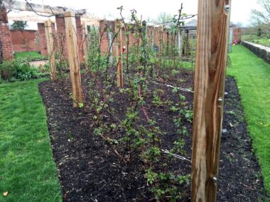 Vertical Gardening Using Trellises and More - Spotts Garden Service