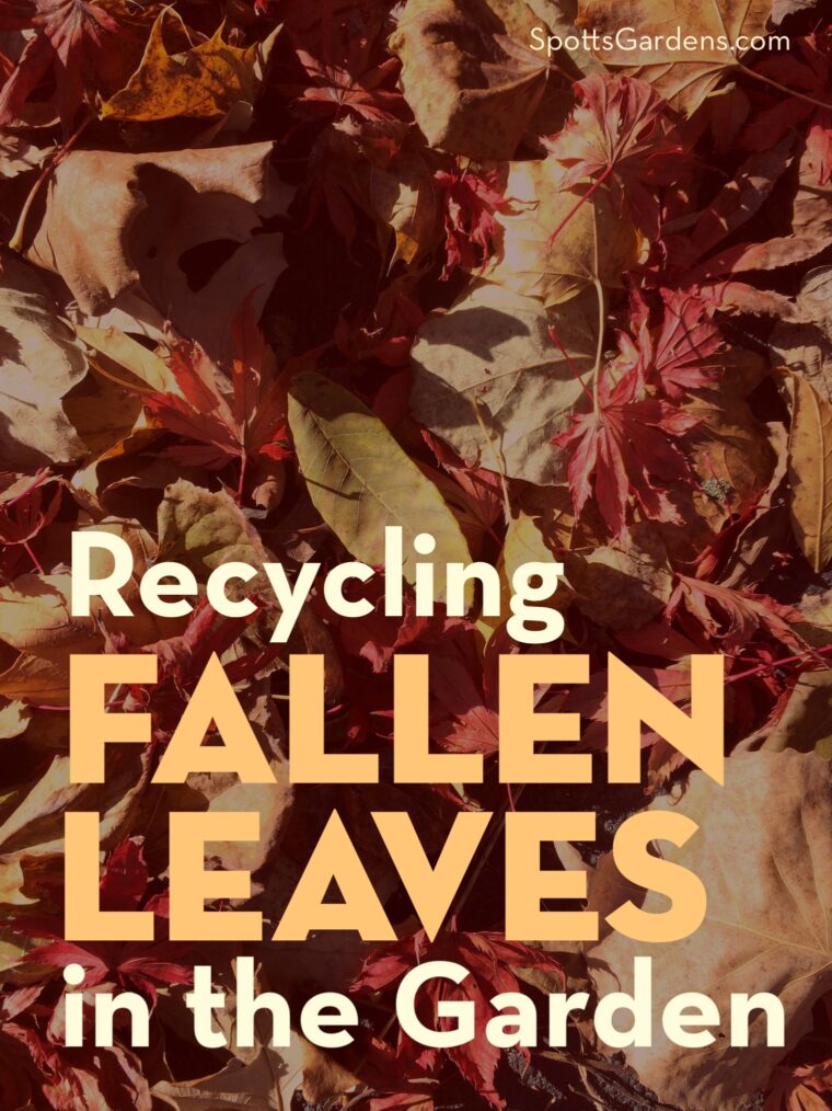 Recycling Fallen Leaves in the Garden