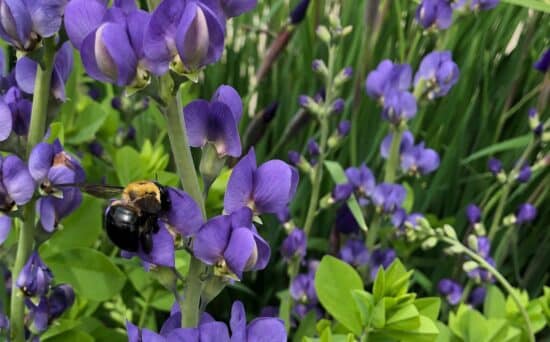 Bumble bee hovers over the blue flowers of Baptisia australis