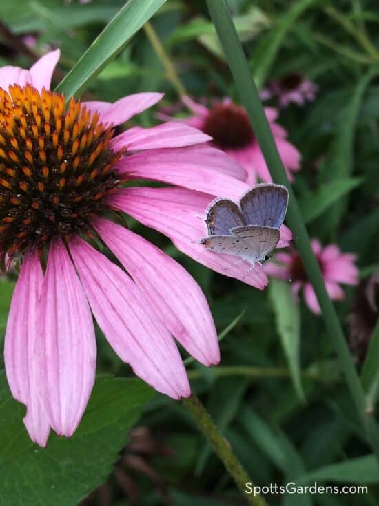 Small blue butterfly hovers over a pink coneflower.