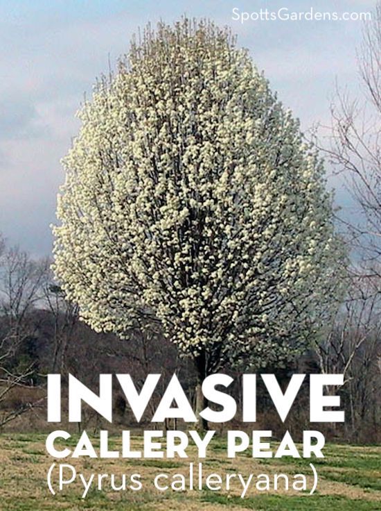 Invasive Callery Pear (Pyrus calleryana)