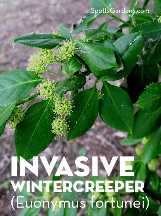 Invasive Wintercreeper (Euonymus fortunei)