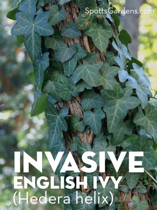 Invasive English Ivy (Hedera helix)