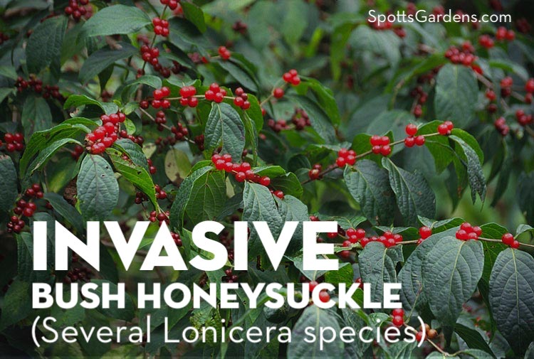 Invasive Bush Honeysuckle (Several Lonicera species)