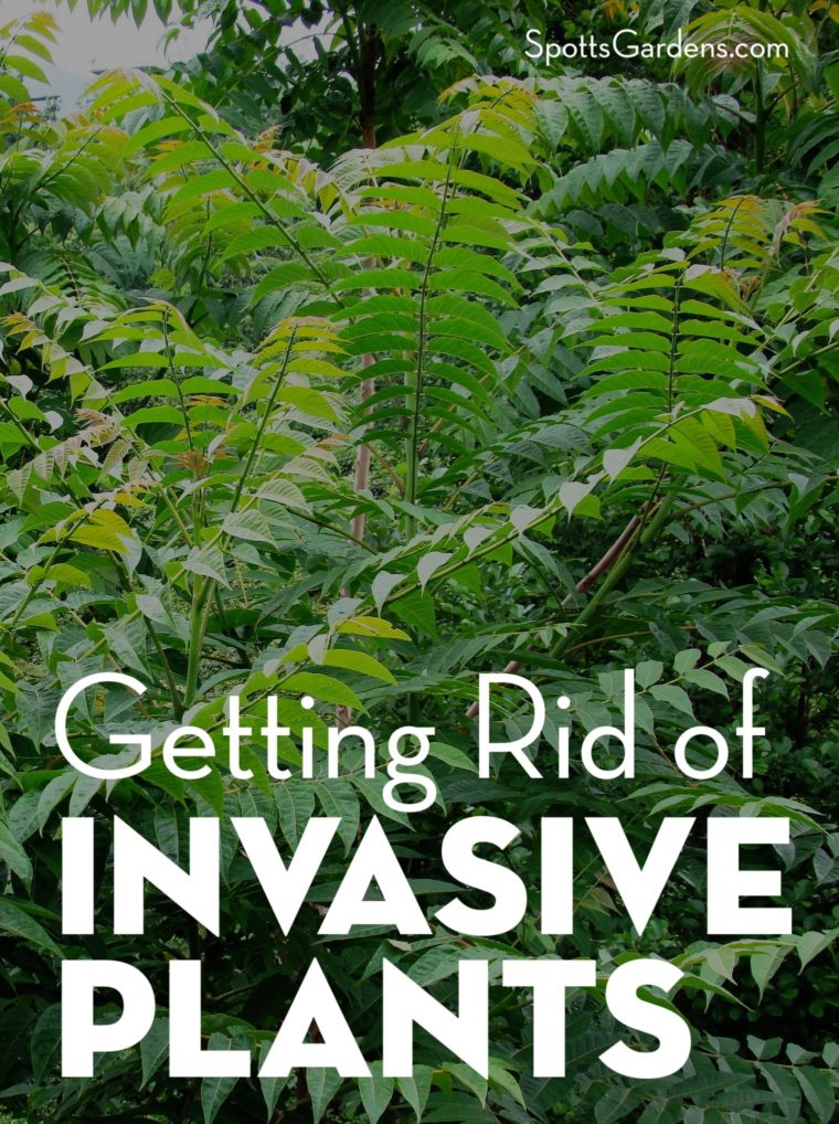 Getting Rid of Invasive Plants