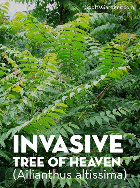 Invasive Tree of Heaven (Ailianthus altissima)